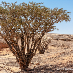 659 Frankincense Tree, Ubar, Oman