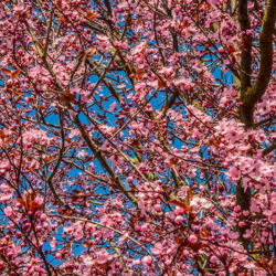566 Pink Tree, Seattle, WA