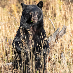 755 Black Bear, Yellowstone NP, WY