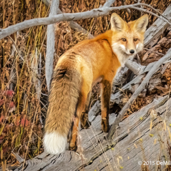 756 Red Fox, Yellowstone NP, WY