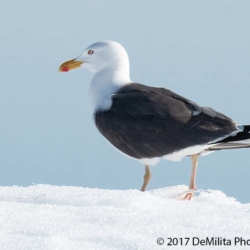 765 Great Black-backed Gull, Svalbard, Norway