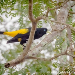 768 Yellow-rumped Cacique, Pantanal, Brazil