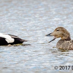 772 Common Eider, Husband and Wife, Svalbard, Norway