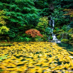 776 Morving Leaves, Japanese Garden, Portland, OR