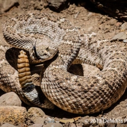 785 Western Diamondback Rattlesnake, Madera Canyon, AZ