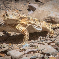 786 Desert Horned Lizard, Madera Canyon, AZ