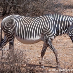 792 Grevys Zebra, Samburu National Reserve, Kenya