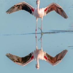 793 Lesser Flamingo, Lake Nakuru, Kenya