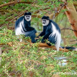 794 Colobus Monkeys, Lake Nakuru NP, Kenya