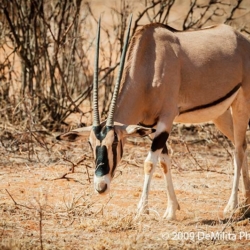 795 Oryx, Samburu National Reserve, Kenya