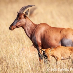 796 Topi With Calf, Masai Mara, Kenya