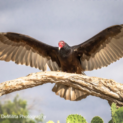 807 Turkey Vulture, Laguna Seca Ranch, TX